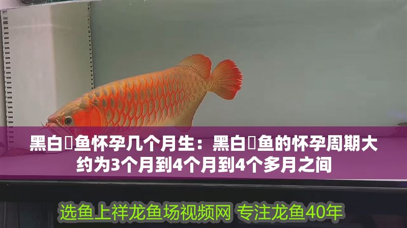 黑白魟魚懷孕幾個月生：黑白魟魚的懷孕周期大約為3個月到4個月到4個多月之間