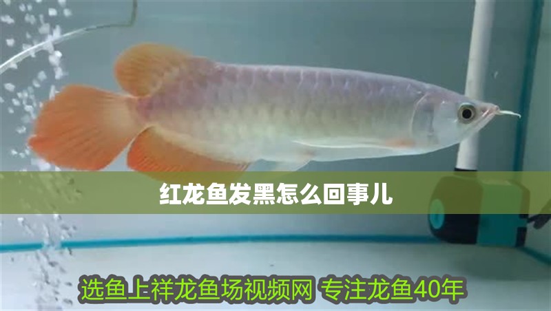 紅龍魚發(fā)黑怎么回事兒