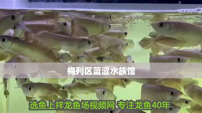 梅列區(qū)藍澀水族館 梅列區(qū)藍澀水族館 全國水族館企業(yè)名錄 第1張