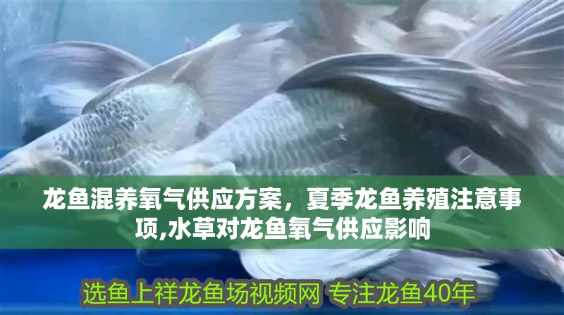 龍魚混養氧氣供應方案，夏季龍魚養殖注意事項,水草對龍魚氧氣供應影響 龍魚混養氧氣供應方案，夏季龍魚養殖注意事項,水草對龍魚氧氣供應影響 虎魚百科 第6張