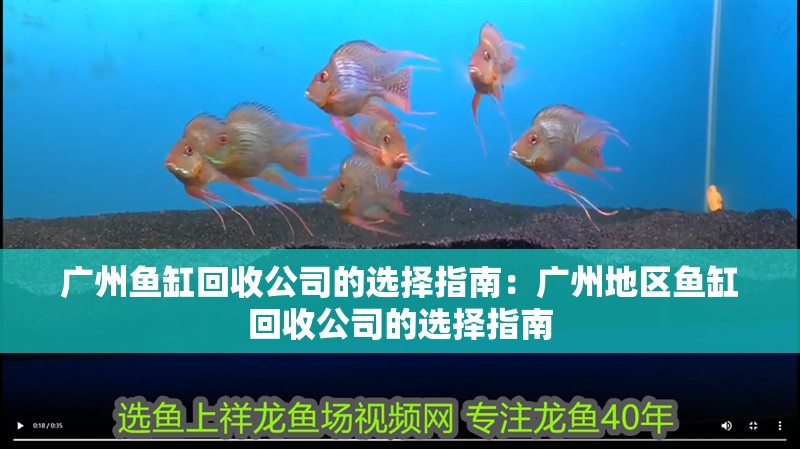 廣州魚缸回收公司的選擇指南：廣州地區(qū)魚缸回收公司的選擇指南