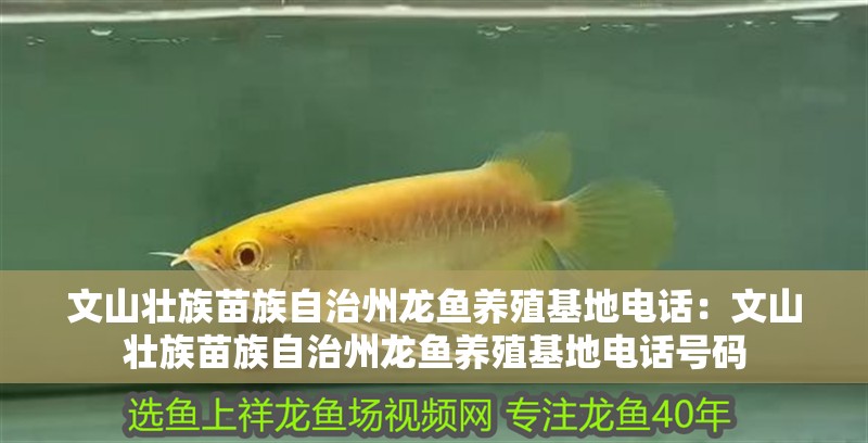 文山壯族苗族自治州龍魚養殖基地電話：文山壯族苗族自治州龍魚養殖基地電話號碼