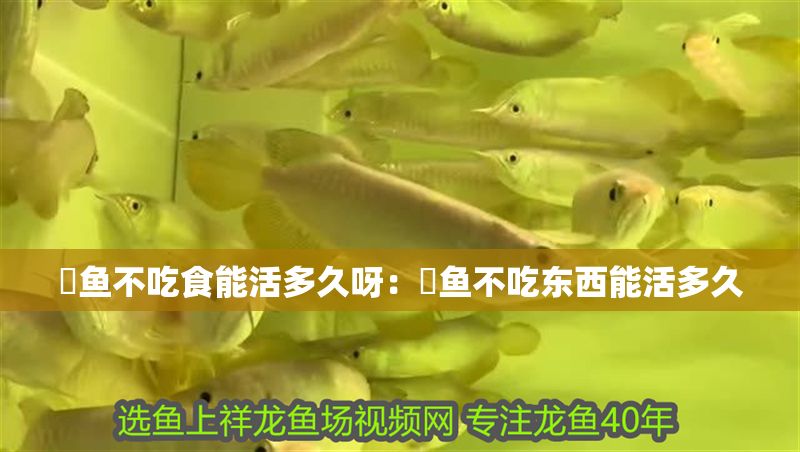 魟魚不吃食能活多久呀：魟魚不吃東西能活多久