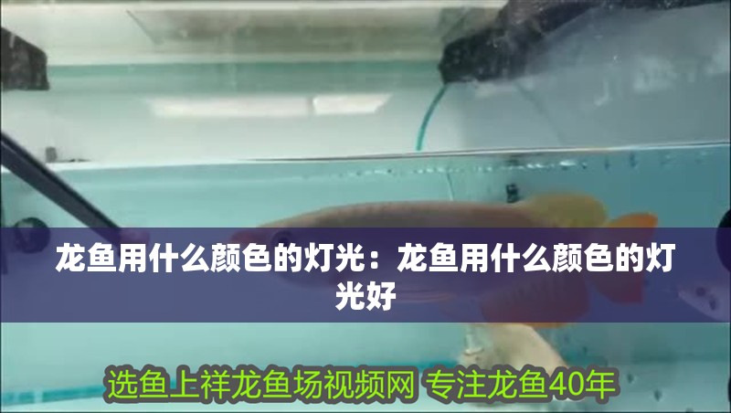 龍魚用什么顏色的燈光：龍魚用什么顏色的燈光好