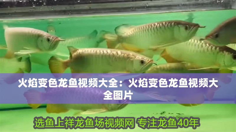 火焰變色龍魚視頻大全：火焰變色龍魚視頻大全圖片 火焰變色龍魚視頻大全：火焰變色龍魚視頻大全圖片 水族問答