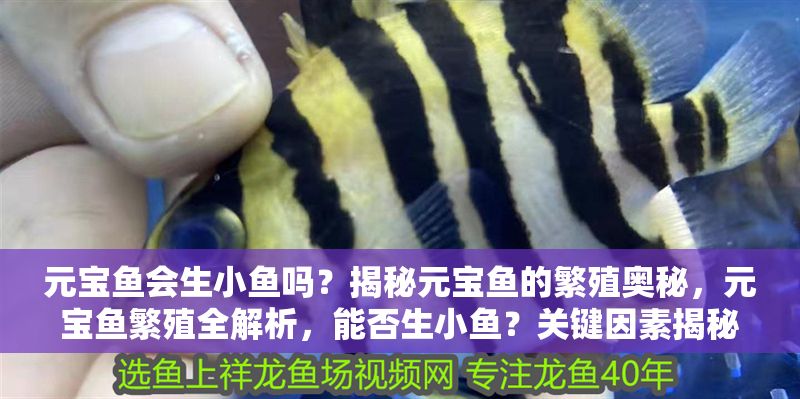 元寶魚會生小魚嗎？揭秘元寶魚的繁殖奧秘，元寶魚繁殖全解析，能否生小魚？關鍵因素揭秘