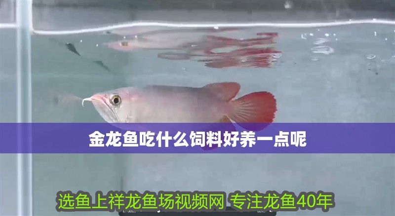 金龍魚(yú)吃什么飼料好養(yǎng)一點(diǎn)呢
