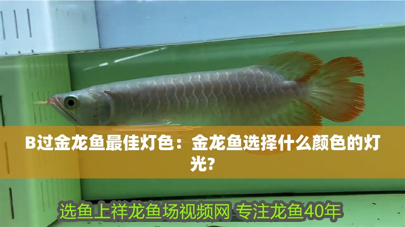 創寧水泵廠家在哪里啊最近(創寧水泵廠家地址) 創寧水泵廠家在哪里啊最近(創寧水泵廠家地址) 創寧水族