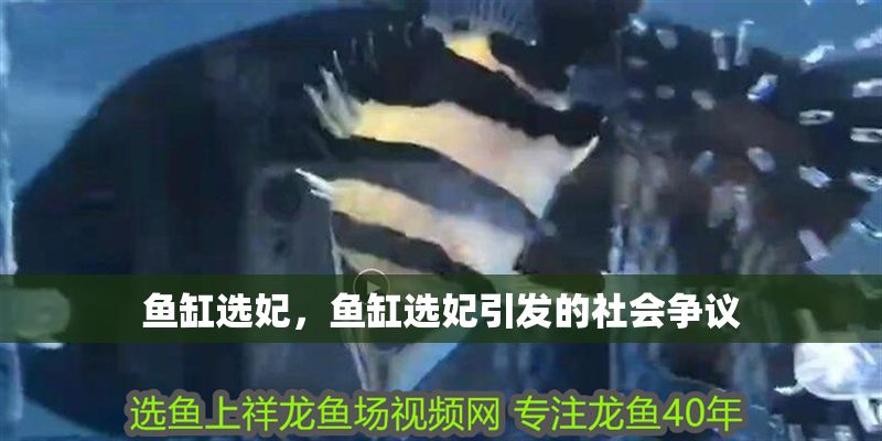 魚缸選妃，魚缸選妃引發的社會爭議 魚缸選妃，魚缸選妃引發的社會爭議 魚缸百科 第2張