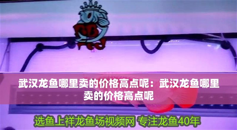武漢龍魚哪里賣的價格高點呢：武漢龍魚哪里賣的價格高點呢