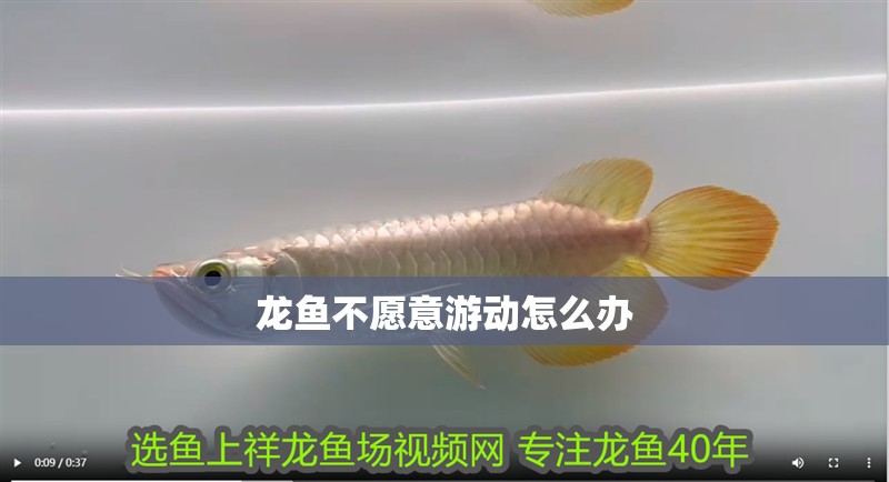 龍魚不愿意游動(dòng)怎么辦