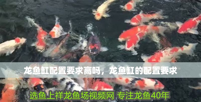 龍魚缸配置要求高嗎，龍魚缸的配置要求