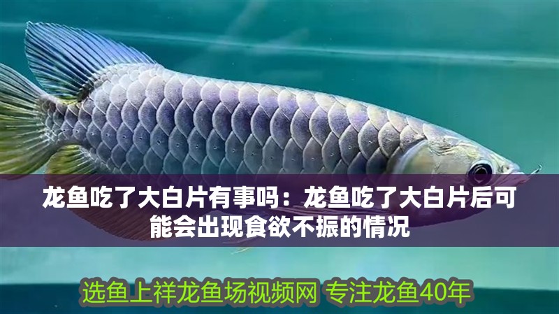 龍魚吃了大白片有事嗎：龍魚吃了大白片后可能會出現食欲不振的情況