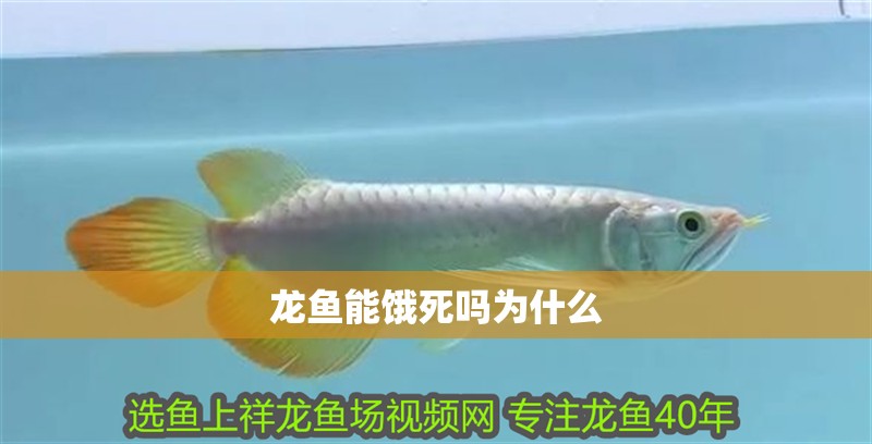 龍魚能餓死嗎為什么