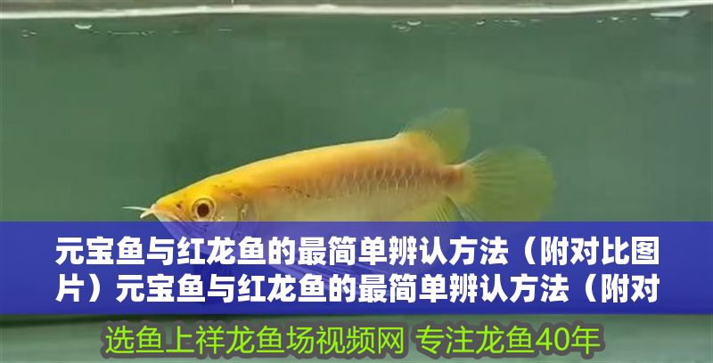 元寶魚與紅龍魚的最簡單辨認(rèn)方法（附對(duì)比圖片）元寶魚與紅龍魚的最簡單辨認(rèn)方法（附對(duì)比圖片）