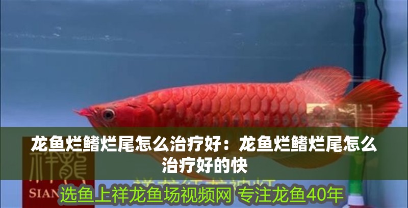 龍魚爛鰭爛尾怎么治療好：龍魚爛鰭爛尾怎么治療好的快 龍魚爛鰭爛尾怎么治療好：龍魚爛鰭爛尾怎么治療好的快 水族問答