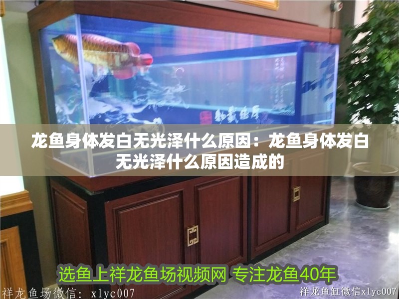 龍魚身體發白無光澤什么原因：龍魚身體發白無光澤什么原因造成的