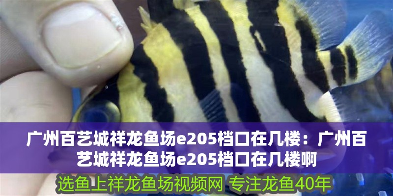 廣州百藝城祥龍魚場e205檔口在幾樓：廣州百藝城祥龍魚場e205檔口在幾樓啊