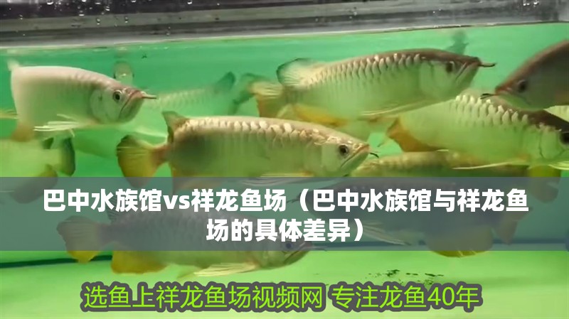 巴中水族館vs祥龍魚場（巴中水族館與祥龍魚場的具體差異）