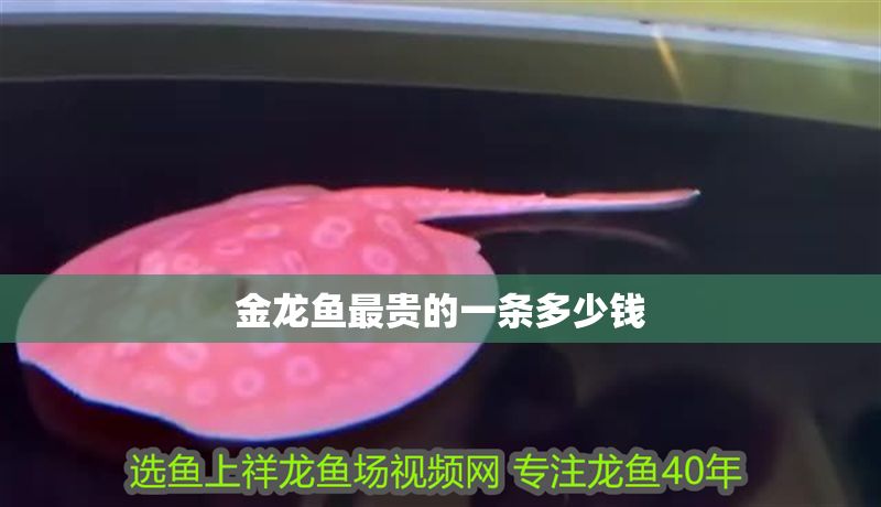 金龍魚最貴的一條多少錢