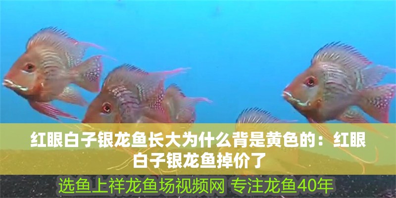紅眼白子銀龍魚長大為什么背是黃色的：紅眼白子銀龍魚掉價了