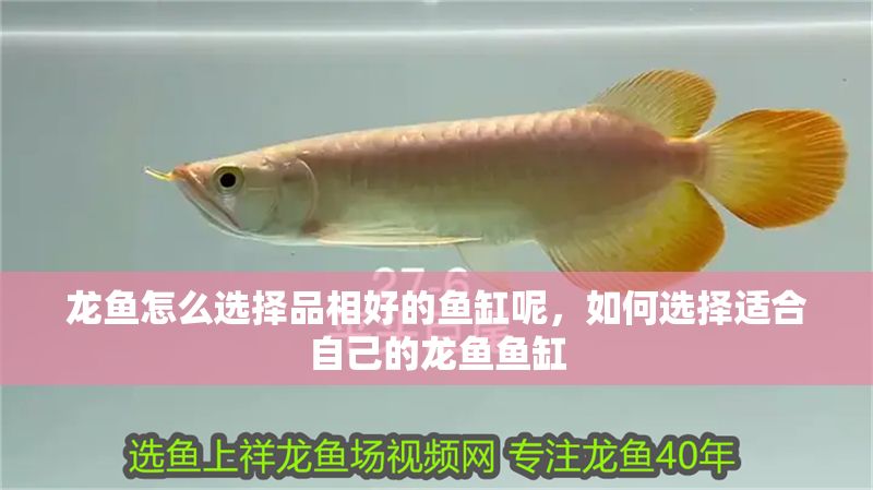 龍魚怎么選擇品相好的魚缸呢，如何選擇適合自己的龍魚魚缸 龍魚怎么選擇品相好的魚缸呢，如何選擇適合自己的龍魚魚缸 魚缸百科 第1張
