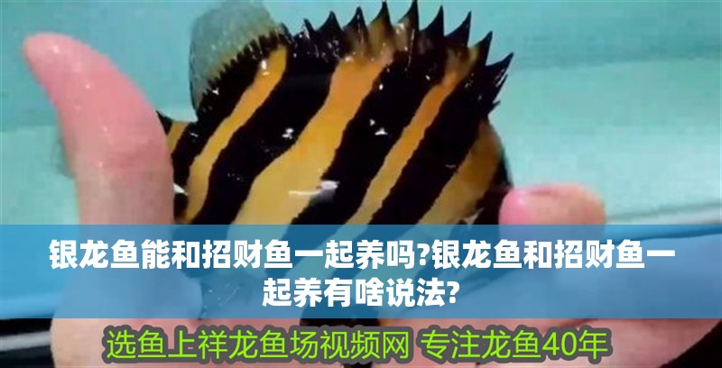 銀龍魚能和招財魚一起養(yǎng)嗎?銀龍魚和招財魚一起養(yǎng)有啥說法?