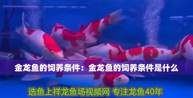 金龍魚的飼養條件：金龍魚的飼養條件是什么