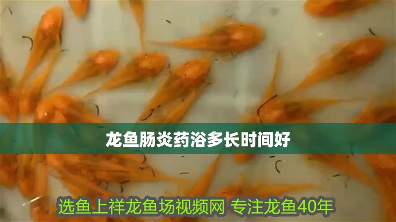 龍魚腸炎藥浴多長時間好 龍魚腸炎藥浴多長時間好 龍魚百科 第2張
