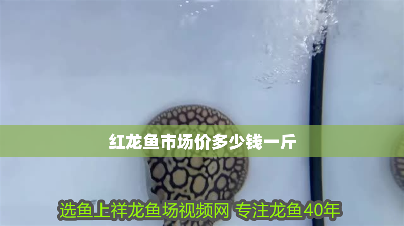 紅龍魚市場價多少錢一斤