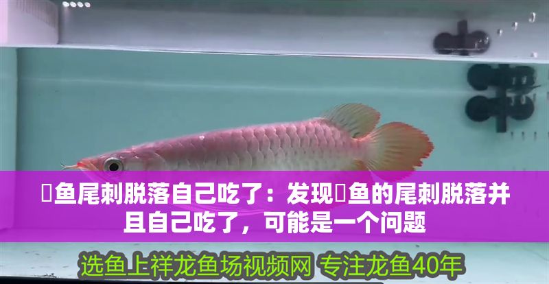魟魚尾刺脫落自己吃了：發現魟魚的尾刺脫落并且自己吃了，可能是一個問題