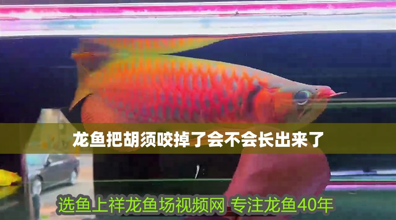 龍魚把胡須咬掉了會不會長出來了