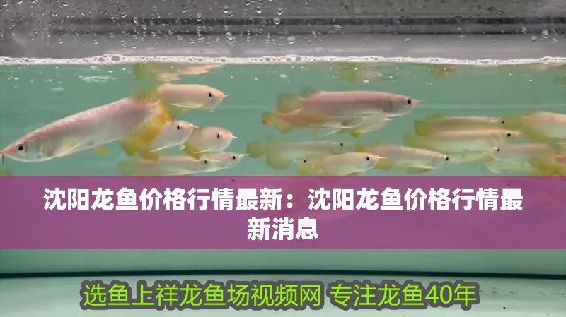 沈陽龍魚價(jià)格行情最新：沈陽龍魚價(jià)格行情最新消息