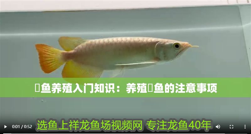 魟魚養殖入門知識：養殖魟魚的注意事項 魟魚養殖入門知識：養殖魟魚的注意事項 魟魚百科 第2張