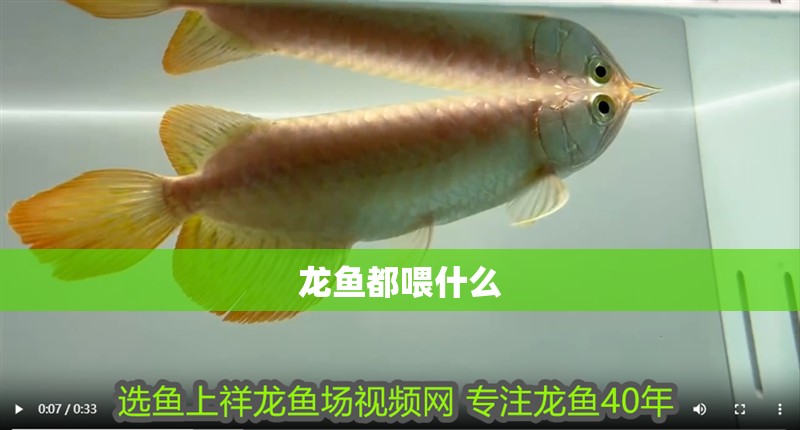 龍魚都喂什么