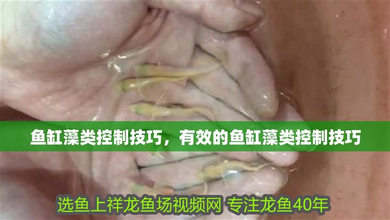 魚缸藻類控制技巧，有效的魚缸藻類控制技巧