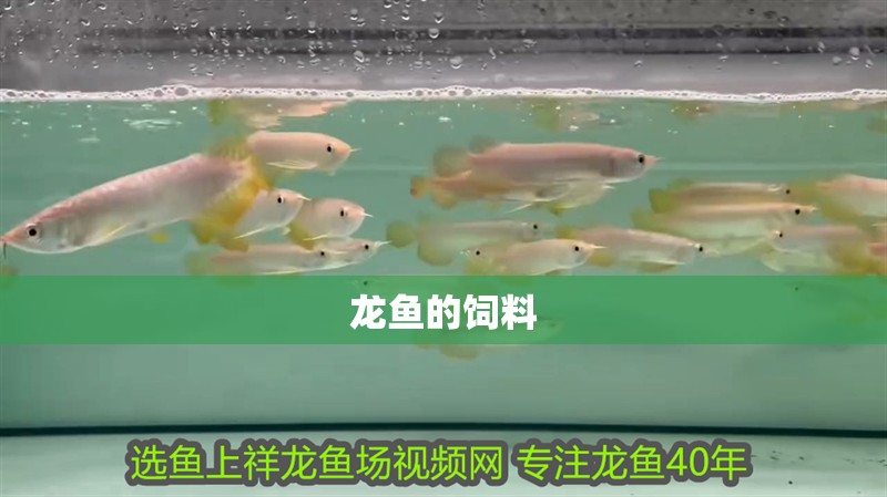 龍魚的飼料
