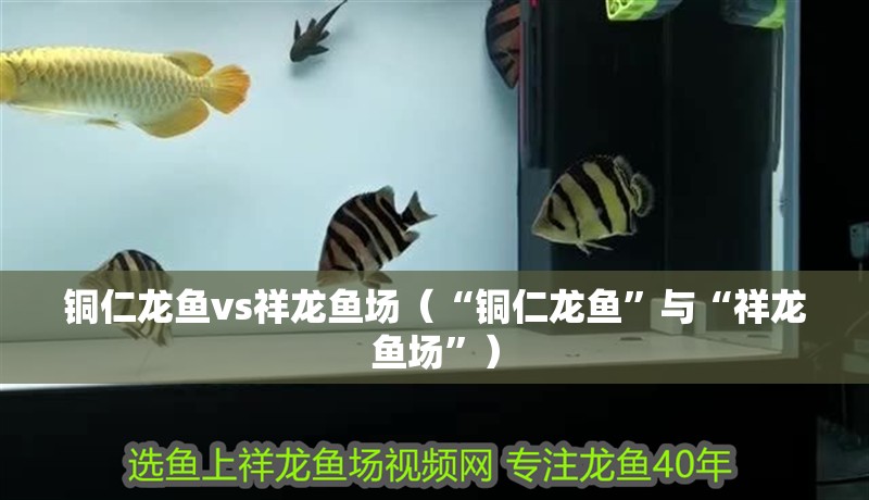 銅仁龍魚vs祥龍魚場（“銅仁龍魚”與“祥龍魚場”） 銅仁龍魚vs祥龍魚場（“銅仁龍魚”與“祥龍魚場”） 全國水族館企業名錄 第1張