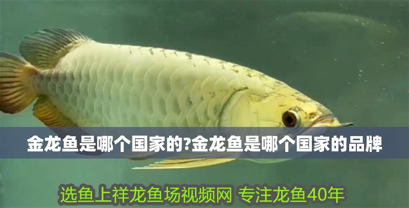 魚缸黃水的原因和處理方法視頻教程（魚缸黃水如何處理）
