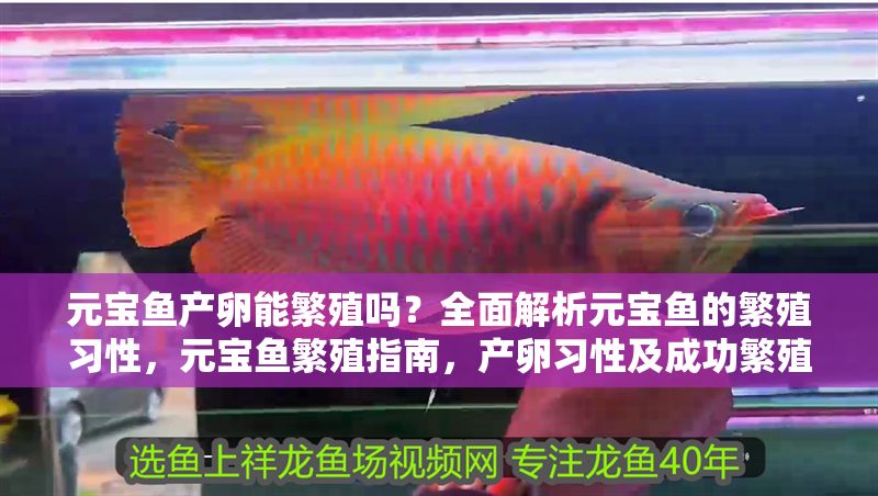 元寶魚產卵能繁殖嗎？全面解析元寶魚的繁殖習性，元寶魚繁殖指南，產卵習性及成功繁殖技巧