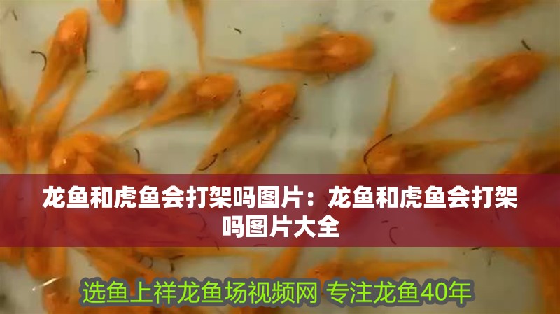 龍魚和虎魚會打架嗎圖片：龍魚和虎魚會打架嗎圖片大全