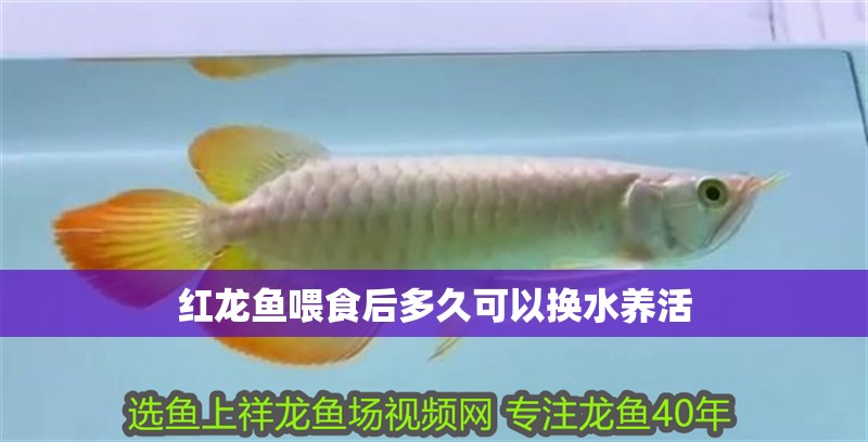 紅龍魚喂食后多久可以換水養活