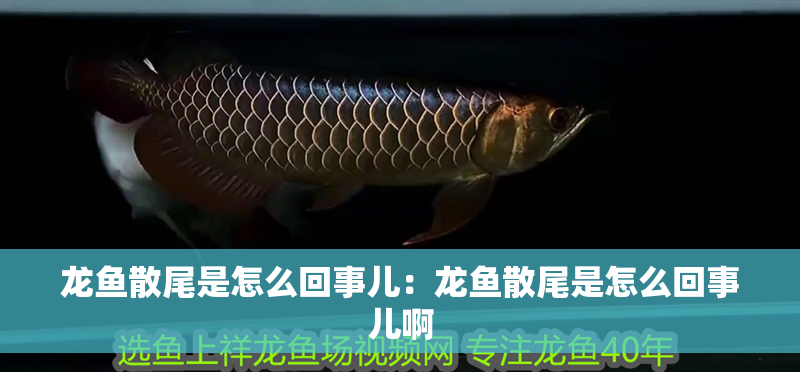 龍魚散尾是怎么回事兒：龍魚散尾是怎么回事兒啊 龍魚散尾是怎么回事兒：龍魚散尾是怎么回事兒啊 水族問答