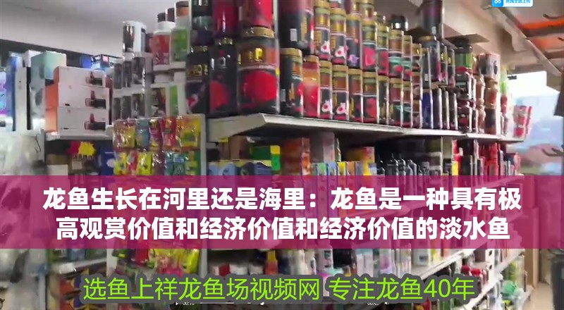 龍魚生長在河里還是海里：龍魚是一種具有極高觀賞價值和經濟價值和經濟價值的淡水魚