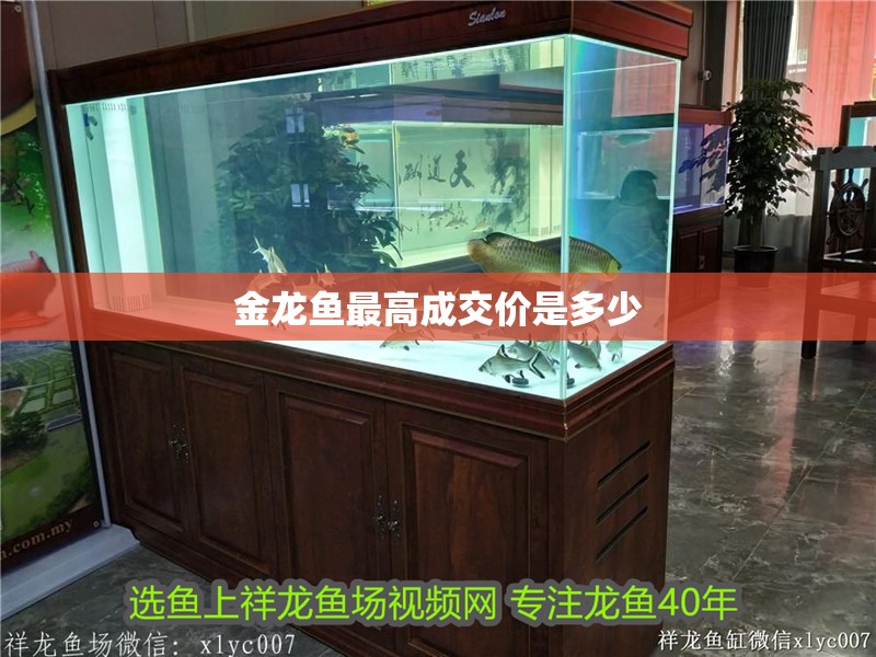 金龍魚最高成交價是多少