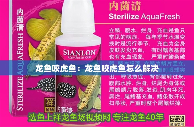 龍魚咬虎魚：龍魚咬虎魚怎么解決