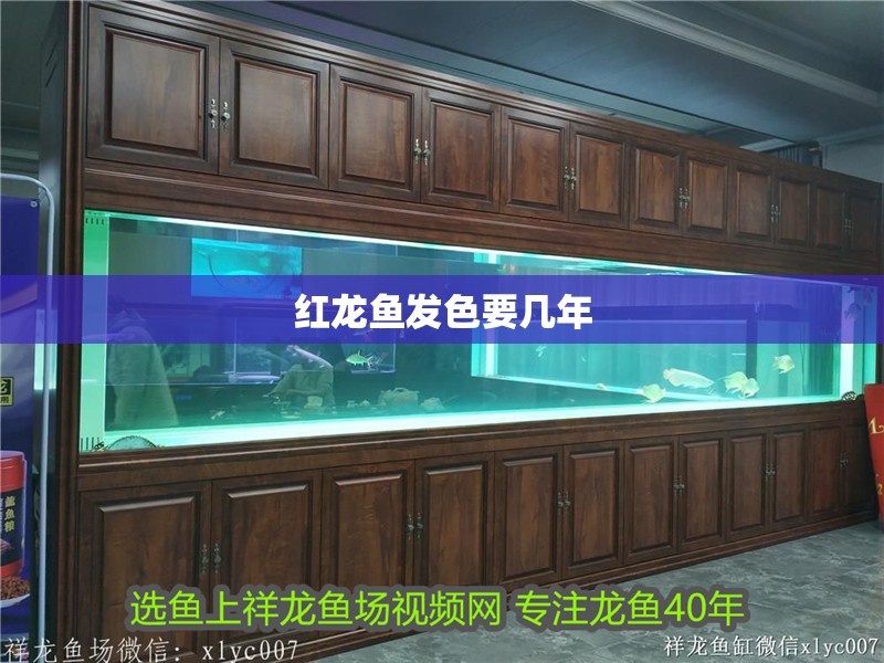 紅龍魚發(fā)色要幾年