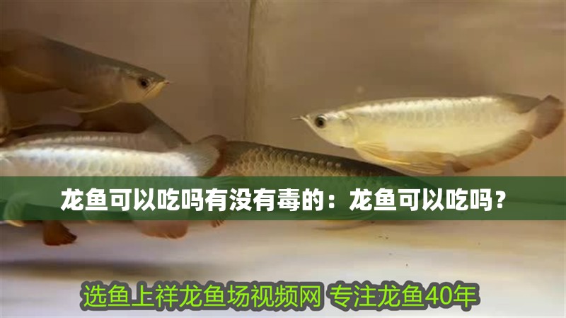 龍魚(yú)可以吃嗎有沒(méi)有毒的：龍魚(yú)可以吃嗎？