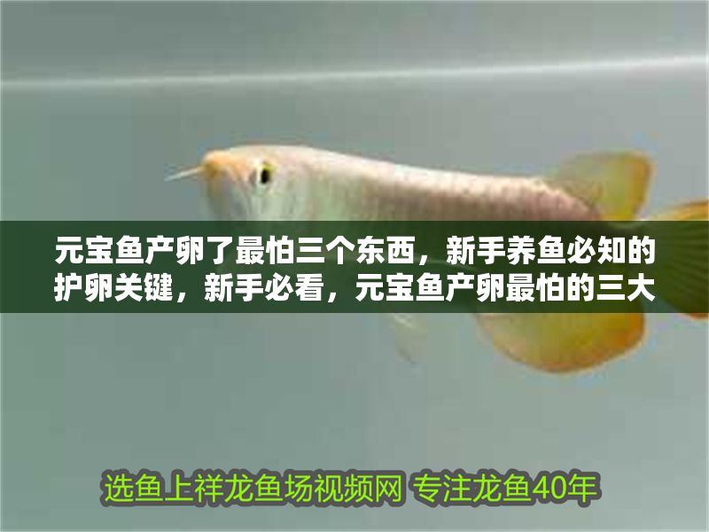 元寶魚產(chǎn)卵了最怕三個(gè)東西，新手養(yǎng)魚必知的護(hù)卵關(guān)鍵，新手必看，元寶魚產(chǎn)卵最怕的三大禁忌，護(hù)卵關(guān)鍵全解析
