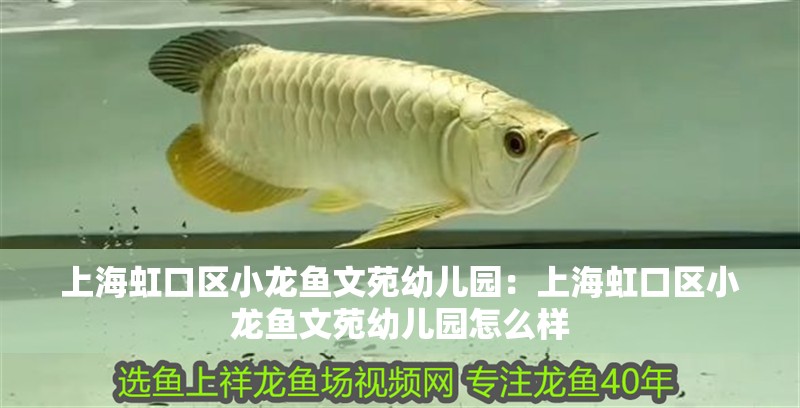 上海<strong><mark>虹口</mark></strong>區小龍魚文苑幼兒園：上海<strong><mark>虹口</mark></strong>區小龍魚文苑幼兒園怎么樣